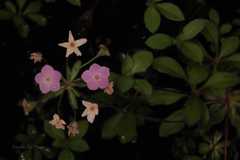 Androsace studiosorum